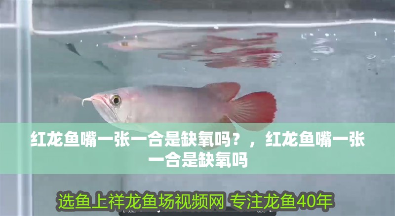 紅龍魚嘴一張一合是缺氧嗎？，紅龍魚嘴一張一合是缺氧嗎