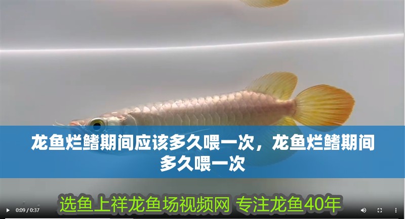 龍魚爛鰭期間應該多久喂一次，龍魚爛鰭期間多久喂一次