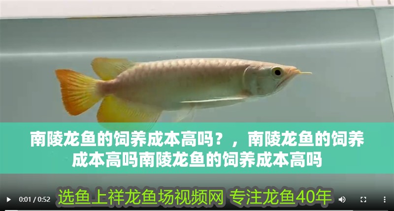 南陵龍魚的飼養成本高嗎？，南陵龍魚的飼養成本高嗎南陵龍魚的飼養成本高嗎