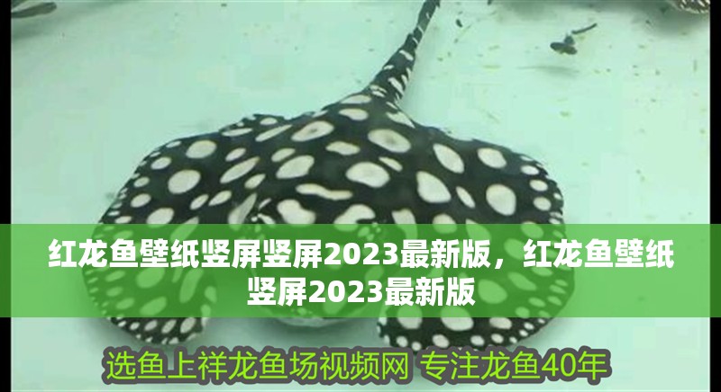 紅龍魚壁紙豎屏豎屏2023最新版，紅龍魚壁紙豎屏2023最新版