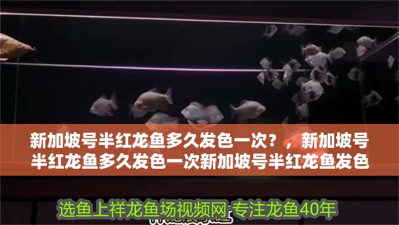 新加坡號半紅龍魚多久發色一次？，新加坡號半紅龍魚多久發色一次新加坡號半紅龍魚發色一次