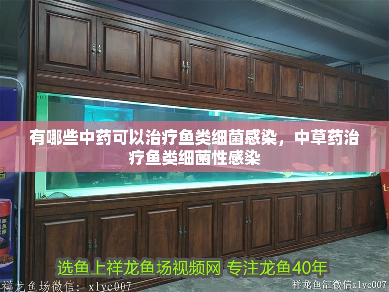 有哪些中藥可以治療魚類細菌感染，中草藥治療魚類細菌性感染