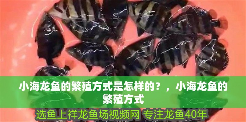小海龍魚的繁殖方式是怎樣的？，小海龍魚的繁殖方式