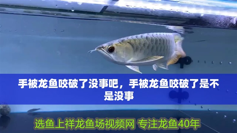 手被龍魚咬破了沒(méi)事吧，手被龍魚咬破了是不是沒(méi)事