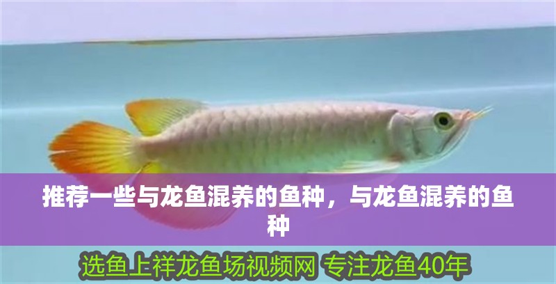 推薦一些與龍魚混養(yǎng)的魚種，與龍魚混養(yǎng)的魚種