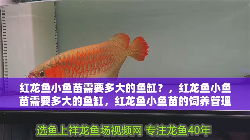 紅龍魚小魚苗需要多大的魚缸？，紅龍魚小魚苗需要多大的魚缸，紅龍魚小魚苗的飼養(yǎng)管理時間表
