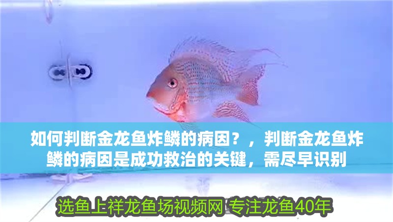 如何判斷金龍魚炸鱗的病因？，判斷金龍魚炸鱗的病因是成功救治的關鍵，需盡早識別