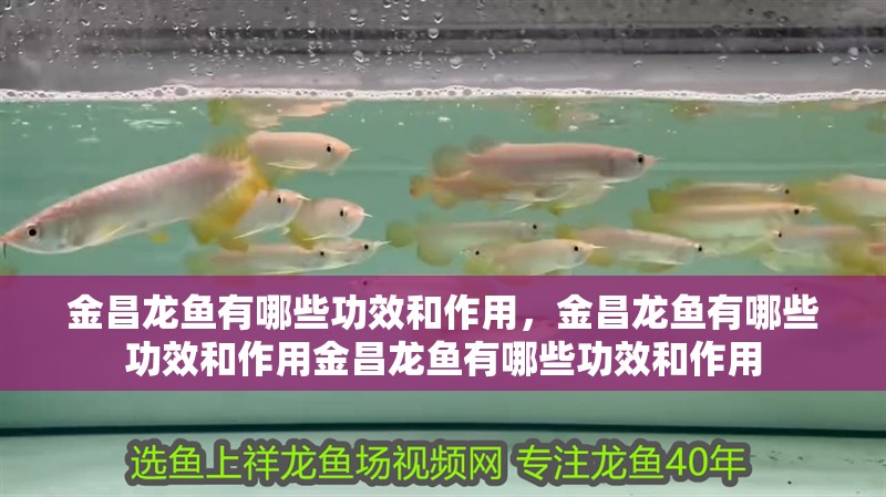 金昌龍魚有哪些功效和作用，金昌龍魚有哪些功效和作用金昌龍魚有哪些功效和作用
