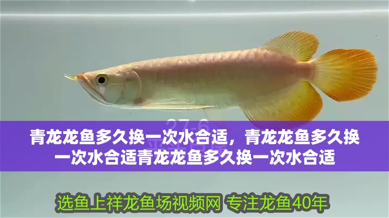 青龍龍魚多久換一次水合適，青龍龍魚多久換一次水合適青龍龍魚多久換一次水合適