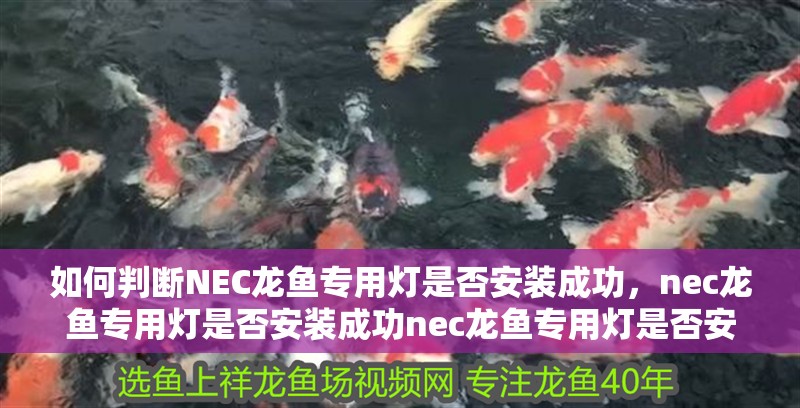 如何判斷NEC龍魚專用燈是否安裝成功，nec龍魚專用燈是否安裝成功nec龍魚專用燈是否安裝成功