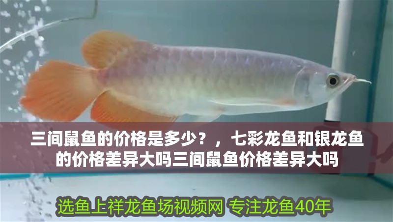 三間鼠魚的價格是多少？，七彩龍魚和銀龍魚的價格差異大嗎三間鼠魚價格差異大嗎