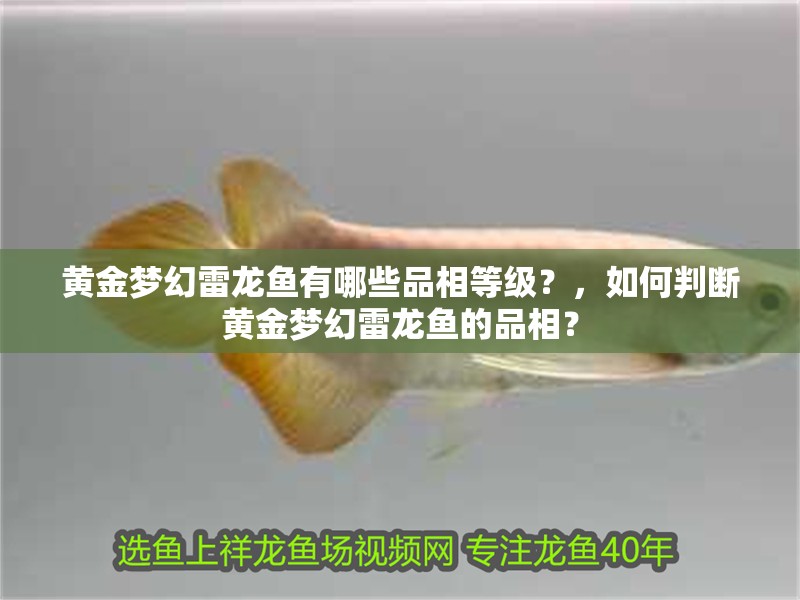 黃金夢(mèng)幻雷龍魚有哪些品相等級(jí)？，如何判斷黃金夢(mèng)幻雷龍魚的品相？