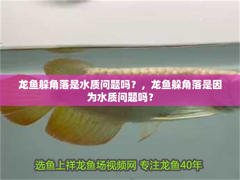 龍魚躲角落是水質問題嗎？，龍魚躲角落是因為水質問題嗎？