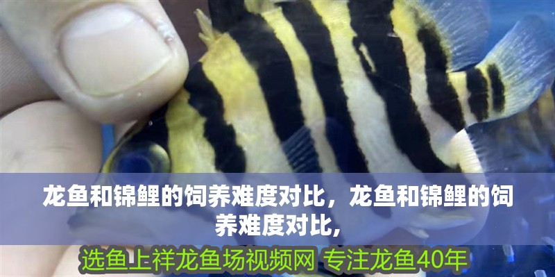 龍魚和錦鯉的飼養難度對比，龍魚和錦鯉的飼養難度對比,
