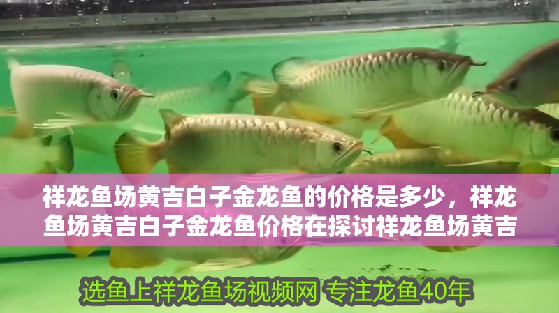 祥龍魚場(chǎng)黃吉白子金龍魚的價(jià)格是多少，祥龍魚場(chǎng)黃吉白子金龍魚價(jià)格在探討祥龍魚場(chǎng)黃吉白子金龍魚的價(jià)格