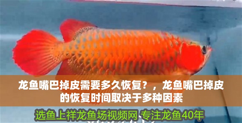 龍魚(yú)嘴巴掉皮需要多久恢復(fù)？，龍魚(yú)嘴巴掉皮的恢復(fù)時(shí)間取決于多種因素