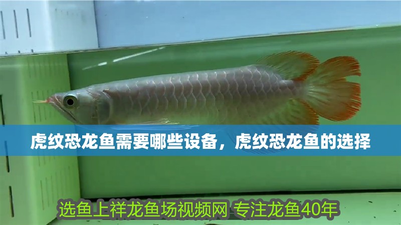 虎紋恐龍魚(yú)需要哪些設(shè)備，虎紋恐龍魚(yú)的選擇