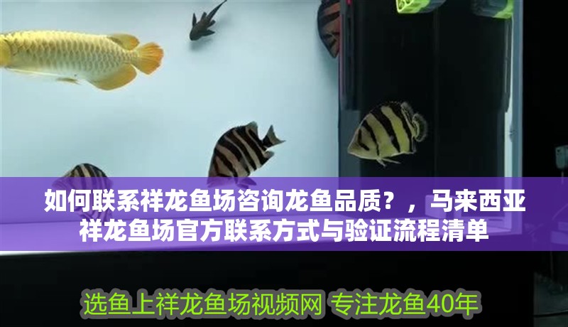如何聯系祥龍魚場咨詢龍魚品質？，馬來西亞祥龍魚場官方聯系方式與驗證流程清單