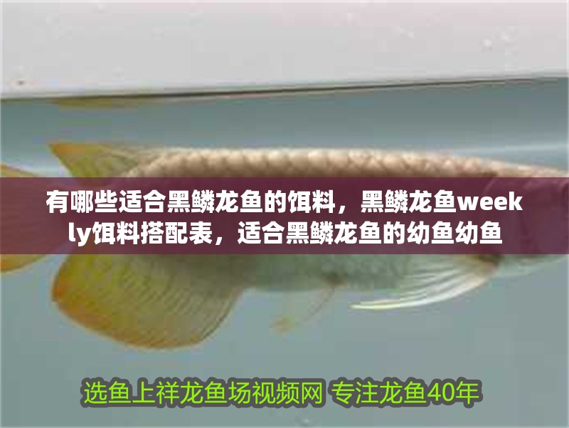 有哪些適合黑鱗龍魚的餌料，黑鱗龍魚weekly餌料搭配表，適合黑鱗龍魚的幼魚幼魚