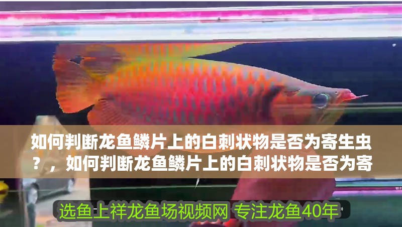 如何判斷龍魚鱗片上的白刺狀物是否為寄生蟲？，如何判斷龍魚鱗片上的白刺狀物是否為寄生蟲