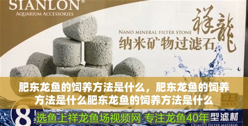 肥東龍魚的飼養方法是什么，肥東龍魚的飼養方法是什么肥東龍魚的飼養方法是什么