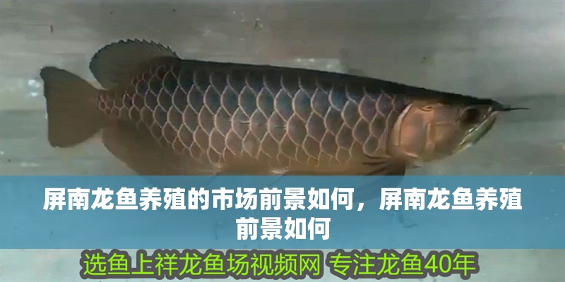 屏南龍魚養殖的市場前景如何，屏南龍魚養殖前景如何