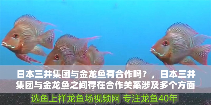 日本三井集團與金龍魚有合作嗎？，日本三井集團與金龍魚之間存在合作關系涉及多個方面