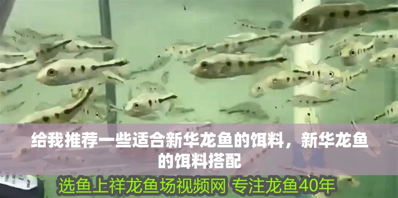 給我推薦一些適合新華龍魚的餌料，新華龍魚的餌料搭配