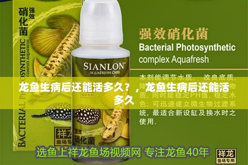 龍魚生病后還能活多久？，龍魚生病后還能活多久