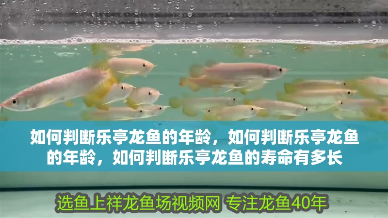 如何判斷樂亭龍魚的年齡，如何判斷樂亭龍魚的年齡，如何判斷樂亭龍魚的壽命有多長