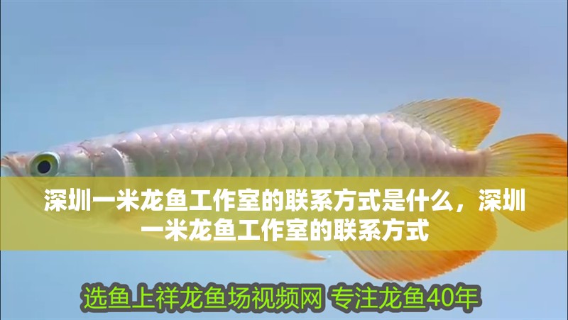 深圳一米龍魚工作室的聯(lián)系方式是什么，深圳一米龍魚工作室的聯(lián)系方式
