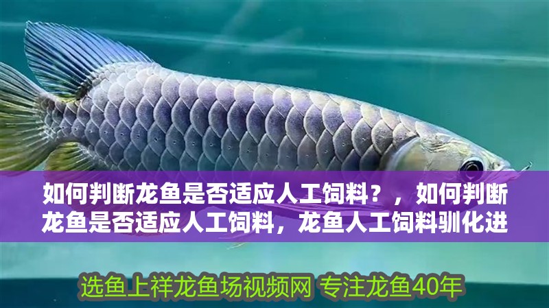 如何判斷龍魚是否適應人工飼料？，如何判斷龍魚是否適應人工飼料，龍魚人工飼料馴化進度表