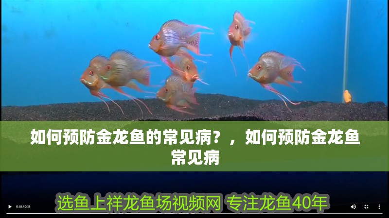 如何預防金龍魚的常見病？，如何預防金龍魚常見病
