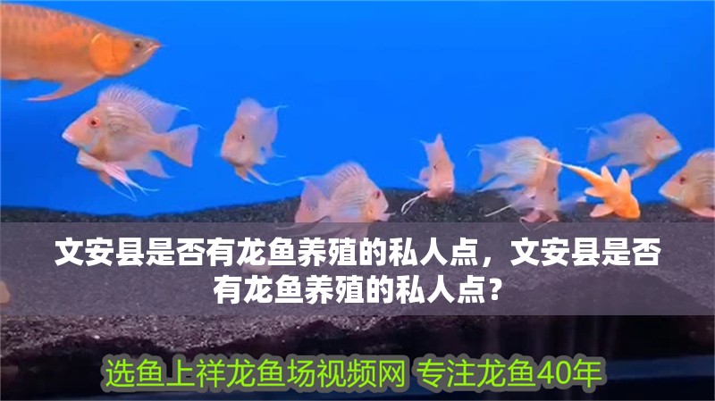 文安縣是否有龍魚養殖的私人點，文安縣是否有龍魚養殖的私人點？