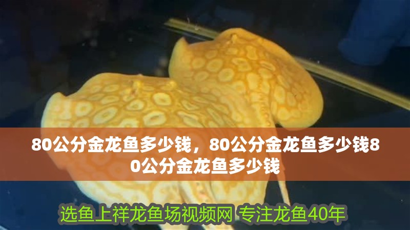 80公分金龍魚多少錢，80公分金龍魚多少錢80公分金龍魚多少錢