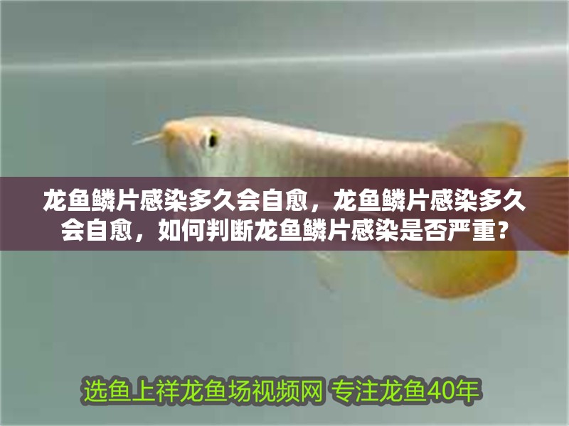 龍魚(yú)鱗片感染多久會(huì)自愈，龍魚(yú)鱗片感染多久會(huì)自愈，如何判斷龍魚(yú)鱗片感染是否嚴(yán)重？