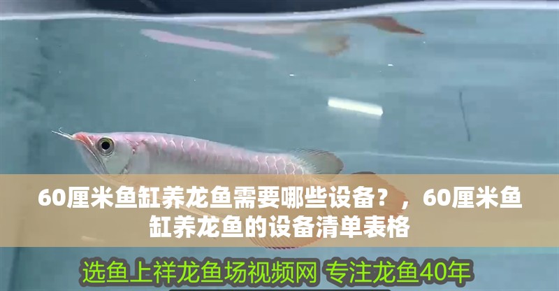 60厘米魚缸養龍魚需要哪些設備？，60厘米魚缸養龍魚的設備清單表格