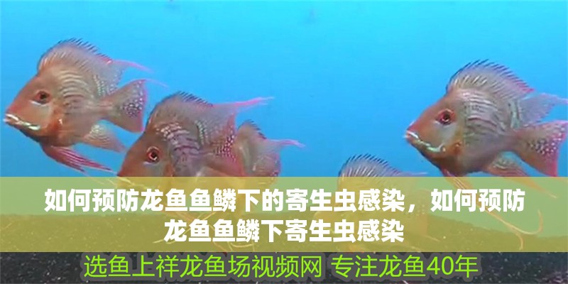 如何預(yù)防龍魚魚鱗下的寄生蟲感染，如何預(yù)防龍魚魚鱗下寄生蟲感染