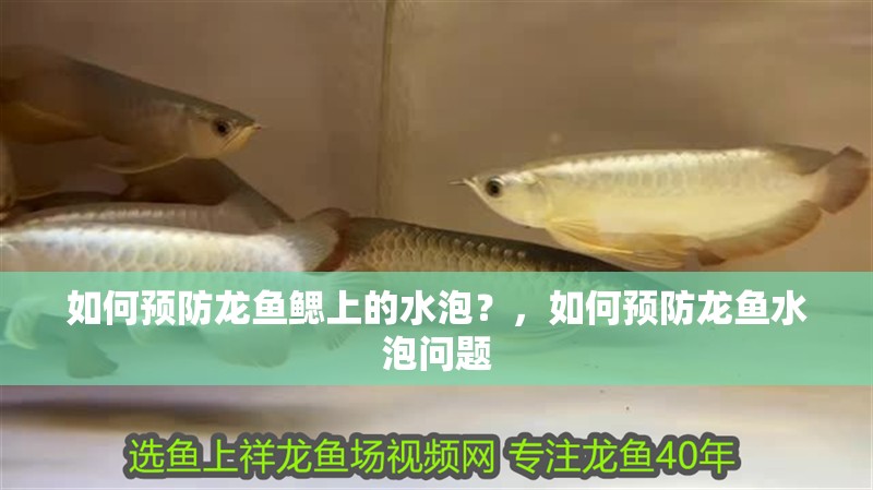 如何預防龍魚鰓上的水泡？，如何預防龍魚水泡問題