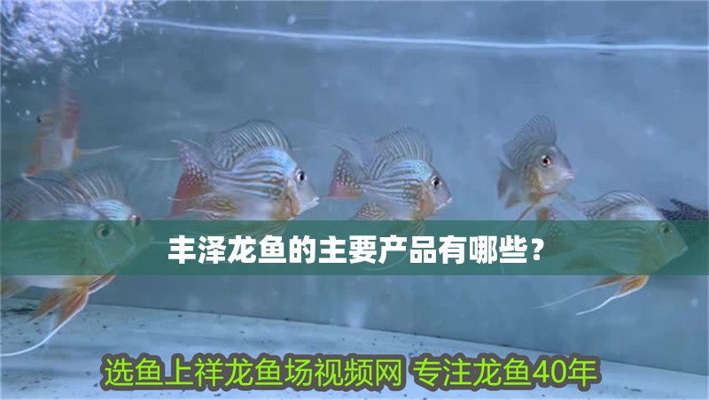 豐澤龍魚的主要產(chǎn)品有哪些？