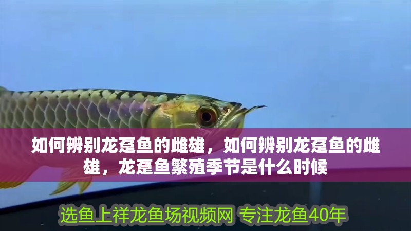 如何辨別龍躉魚的雌雄，如何辨別龍躉魚的雌雄，龍躉魚繁殖季節是什么時候