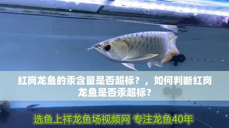 紅崗龍魚的汞含量是否超標？，如何判斷紅崗龍魚是否汞超標？