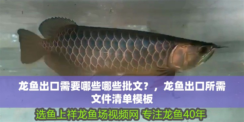 龍魚出口需要哪些哪些批文？，龍魚出口所需文件清單模板