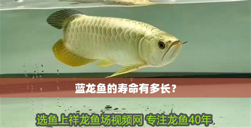 藍龍魚的壽命有多長？