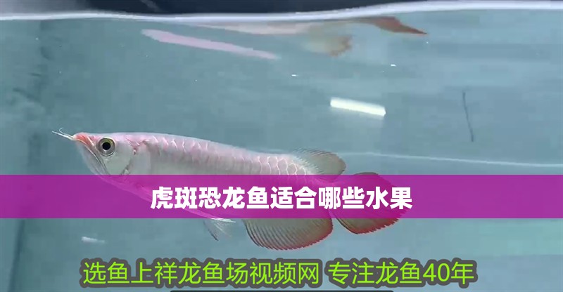 虎斑恐龍魚適合哪些水果