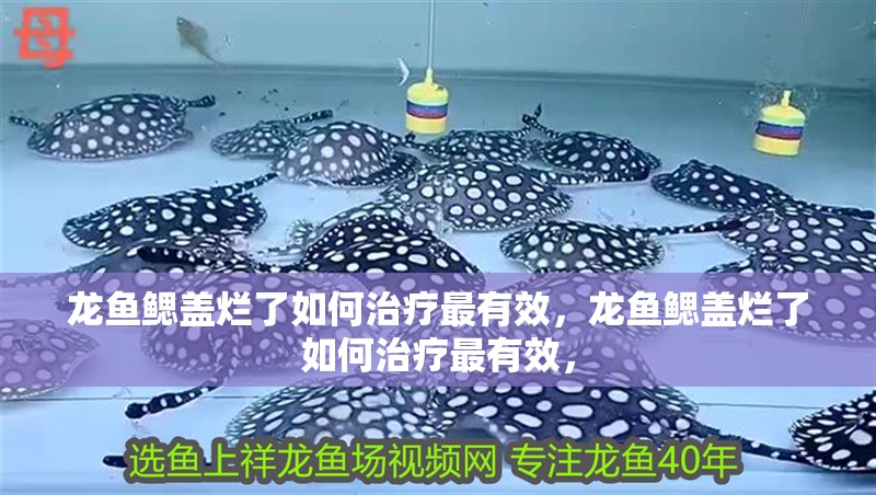龍魚鰓蓋爛了如何治療最有效，龍魚鰓蓋爛了如何治療最有效，