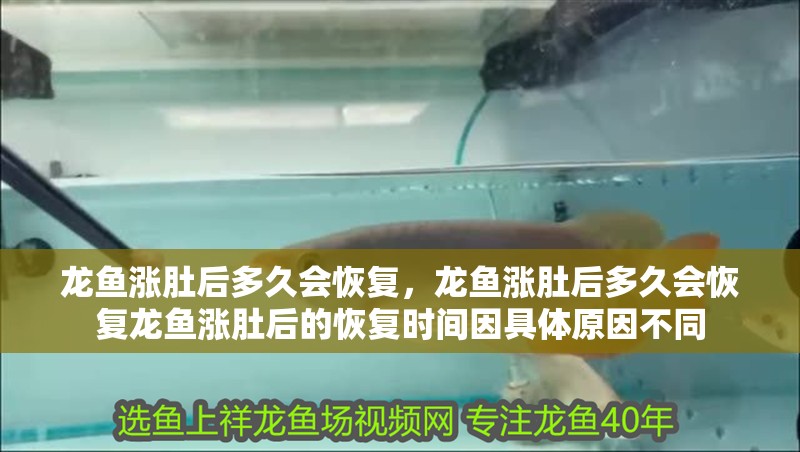 龍魚漲肚后多久會恢復，龍魚漲肚后多久會恢復龍魚漲肚后的恢復時間因具體原因不同