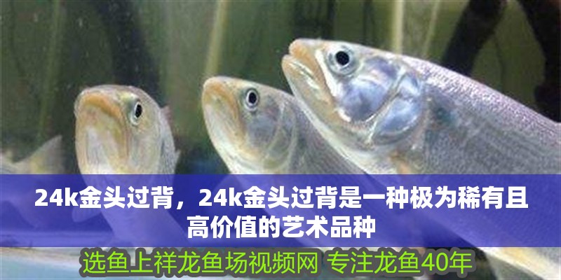 24k金頭過背，24k金頭過背是一種極為稀有且高價值的藝術品種