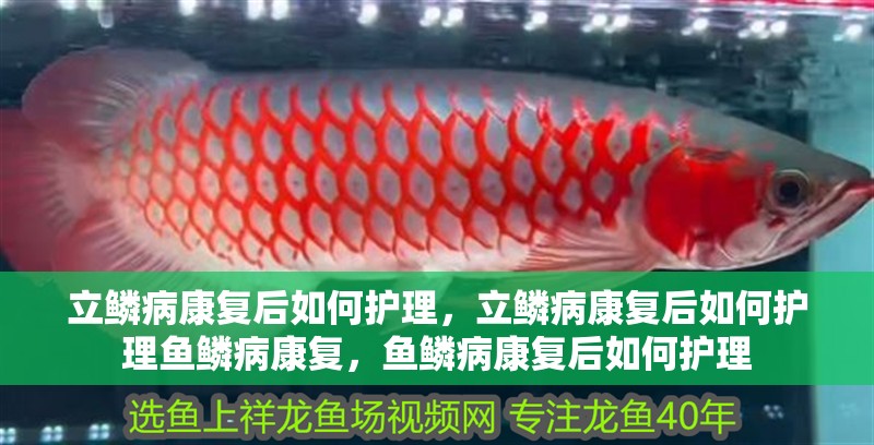 立鱗病康復后如何護理，立鱗病康復后如何護理魚鱗病康復，魚鱗病康復后如何護理