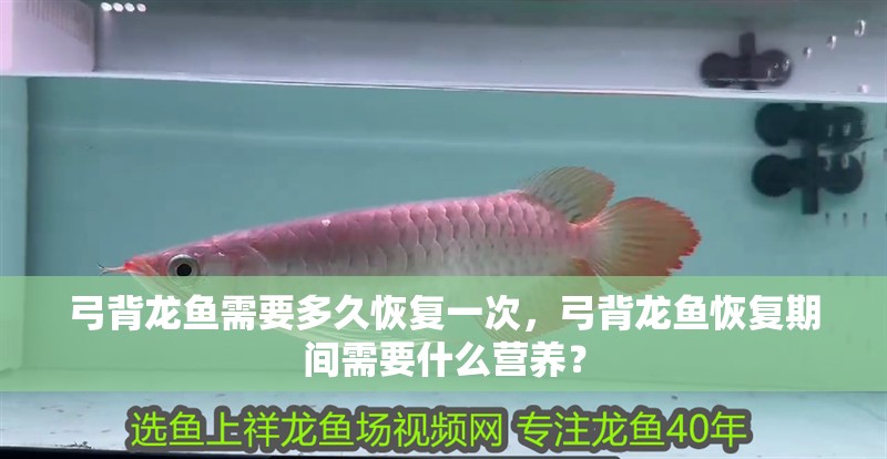弓背龍魚需要多久恢復一次，弓背龍魚恢復期間需要什么營養？